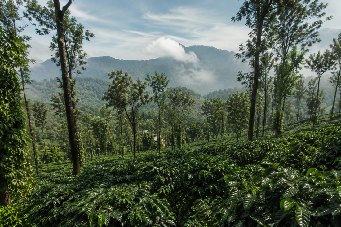 Arabica Coffee plantation in Coorg Karnataka India