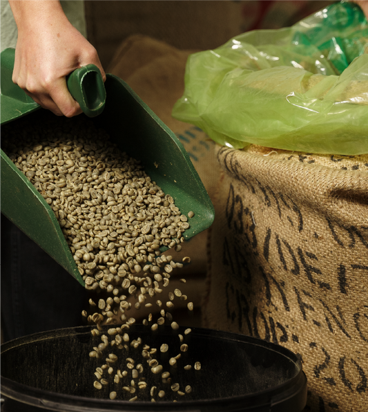 From Farm to Global Cup, Understanding India’s Coffee Export Ecosystem