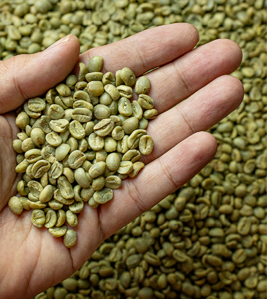 How Processing, Cupping & Export Shape Specialty Coffee Quality